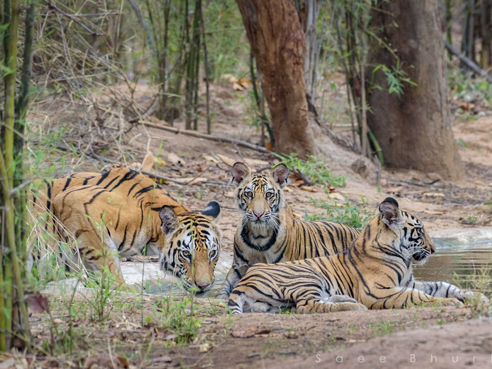 Key Zones & Tiger Population