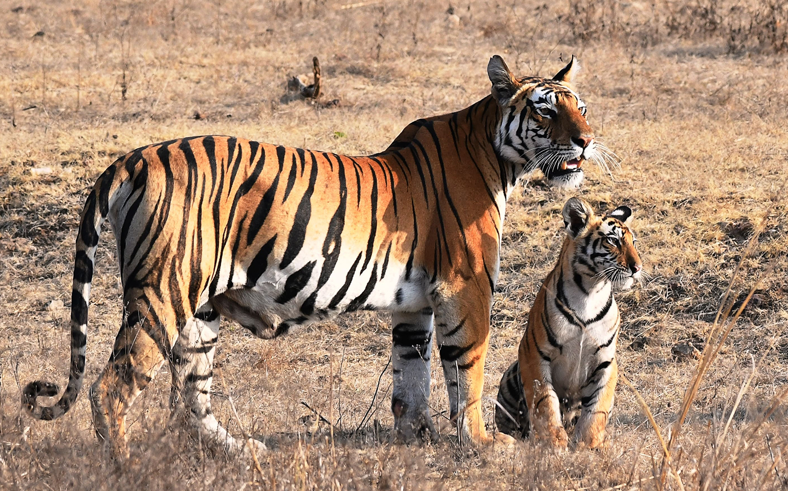 Key Zones & Tiger Population