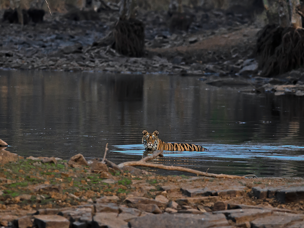 Key Zones & Tiger Population