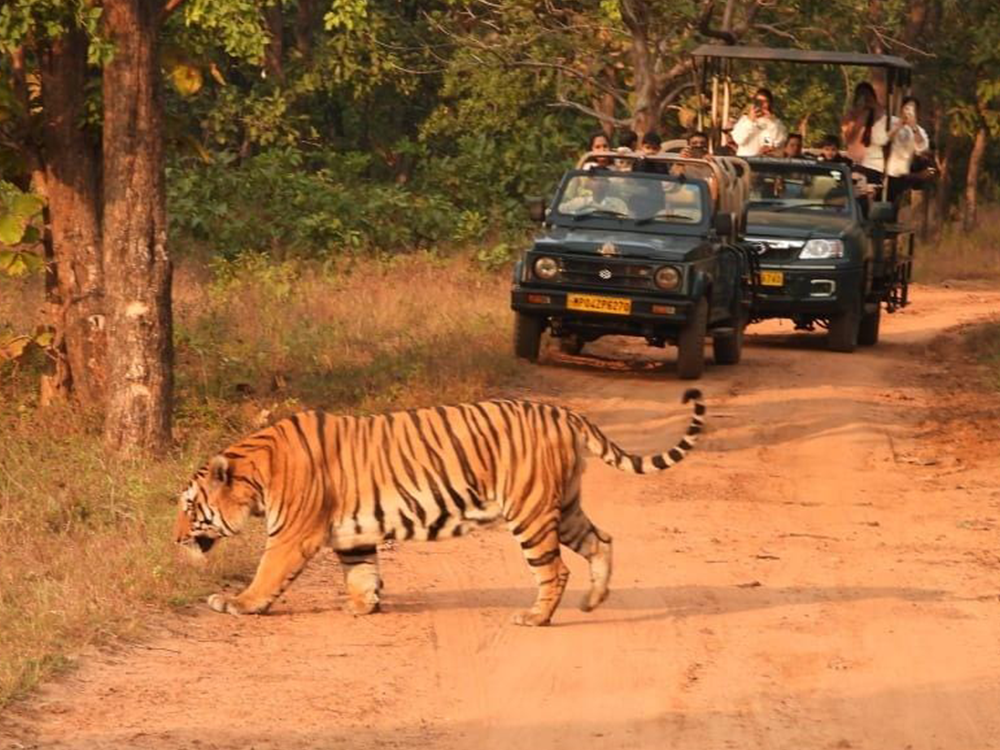 Key Zones & Tiger Population